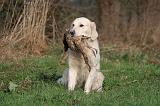 GOLDEN RETRIEVER 1014